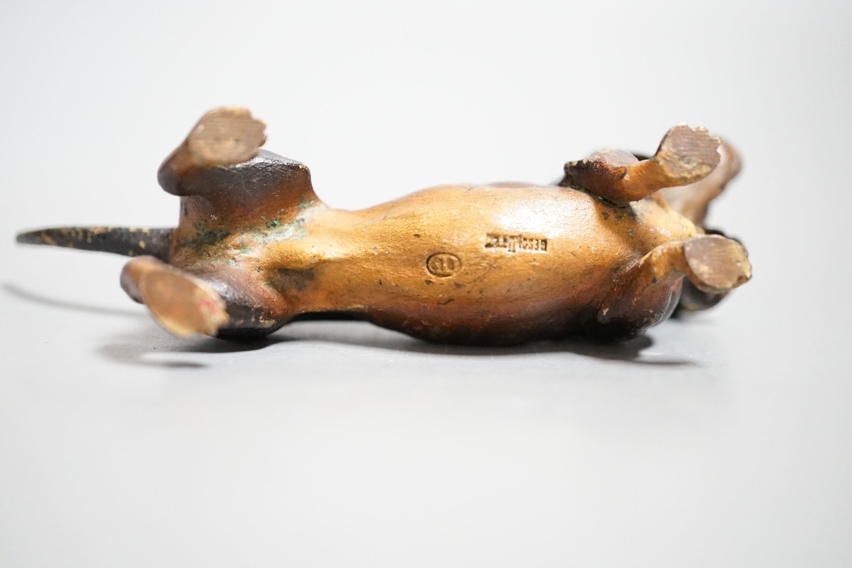 An Austrian cold painted model of a dachshund, stamped Geschutzt. 11cm long